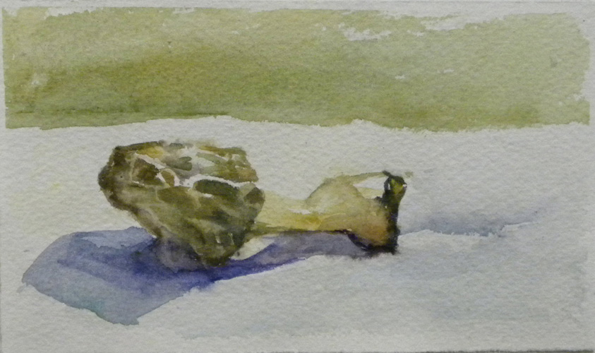 morel